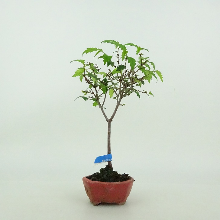 楽天市場】盆栽 欅 ミニ盆栽 樹高 約13cm けやき Zelkova serrata