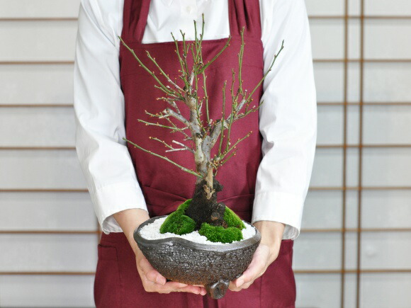 楽天市場】盆栽 野梅 白梅 梅 やばい ギフト プレゼント ラッピング