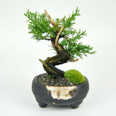 楽天市場】盆栽 真柏の通販