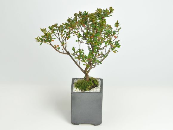 楽天市場】盆栽 さつき 皐月 ミニ盆栽 花 記念樹 鉢植え シンボル