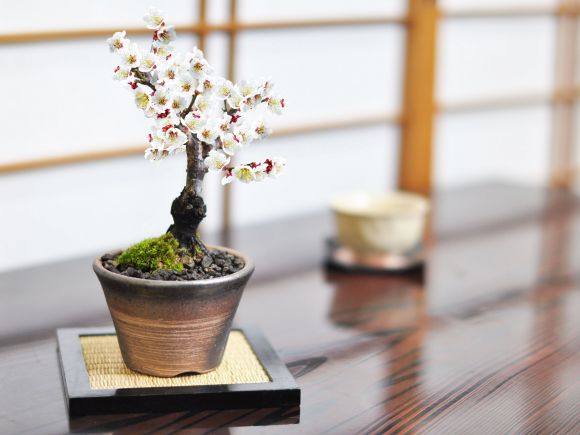 楽天市場】盆栽 梅 ミニ 白梅 ミニ盆栽 万古焼金吹鉢 梅盆栽 梅の盆栽