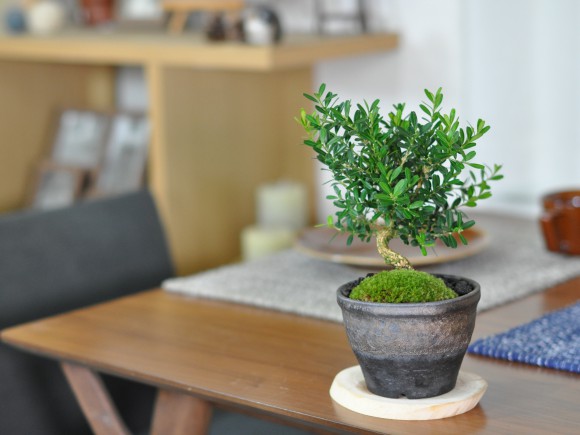 楽天市場】盆栽 ミニ盆栽 台湾ツゲ 黄楊 柘植 鉢植え 室内鑑賞 卓上