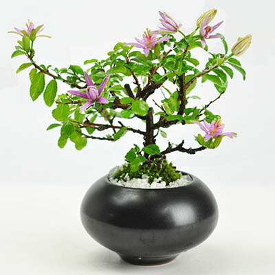 楽天市場】盆栽 枝ぶりの良い睡蓮木 ミニ盆栽 スイレンボク 黒玉モダン