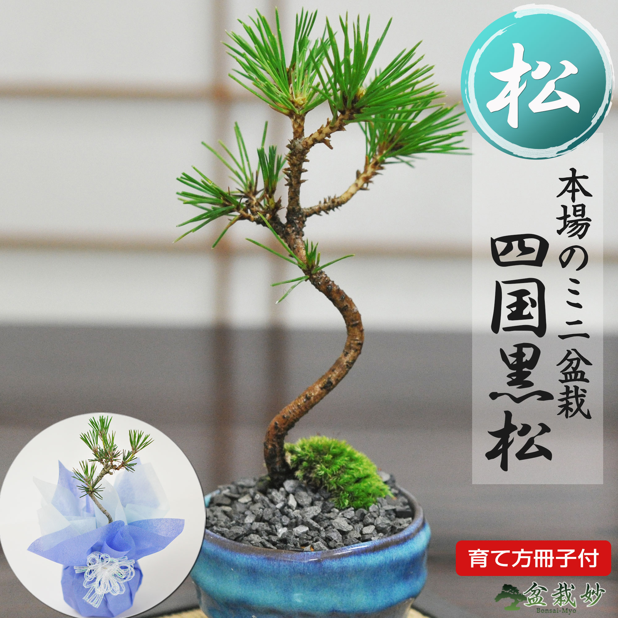 楽天市場】ミニ盆栽 松 黒松 ミニミニ盆栽 松ミニ盆栽 樹齢3年 万古焼