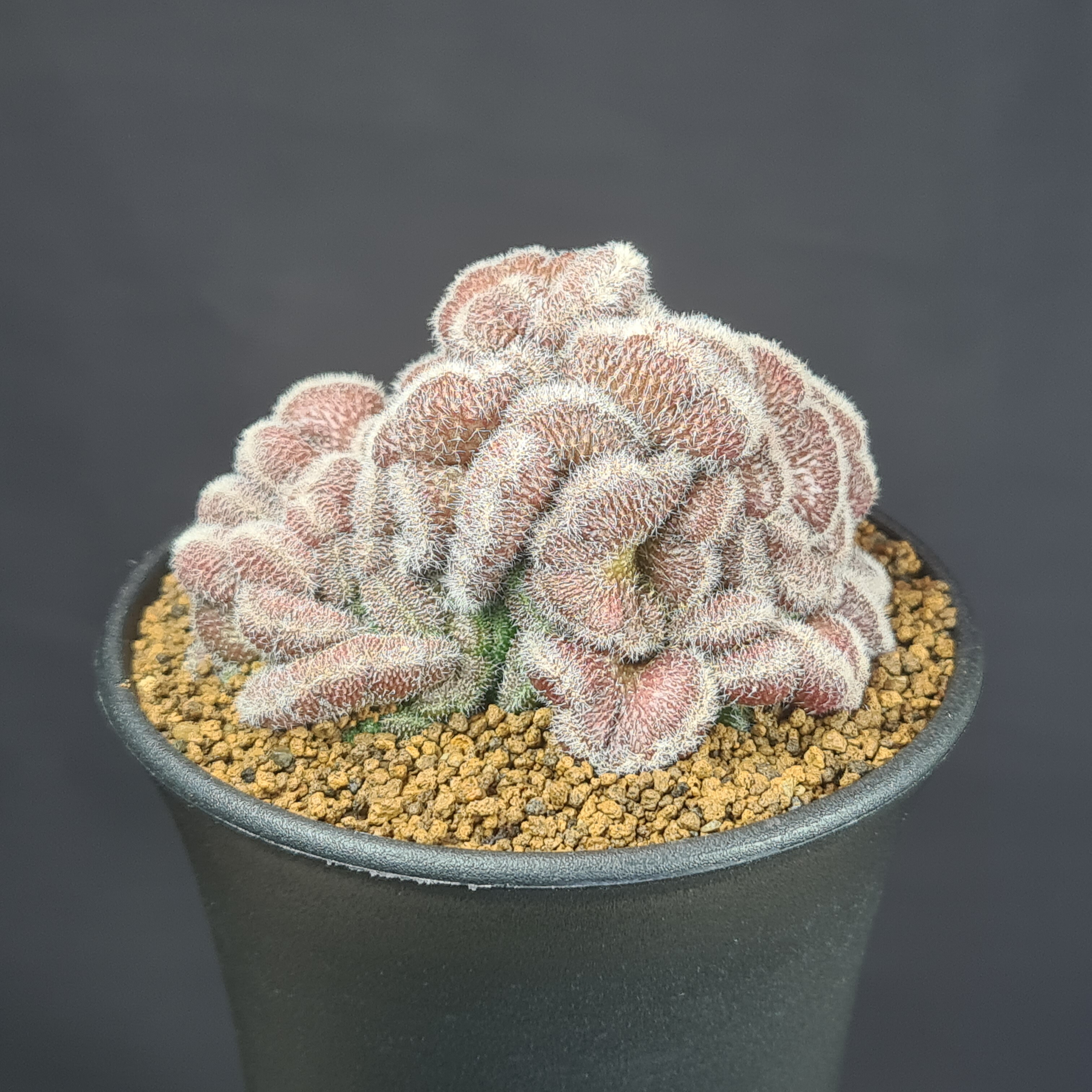 楽天市場】綴化（サイズ（植木鉢）～ 3号）（観葉植物｜花・観葉植物