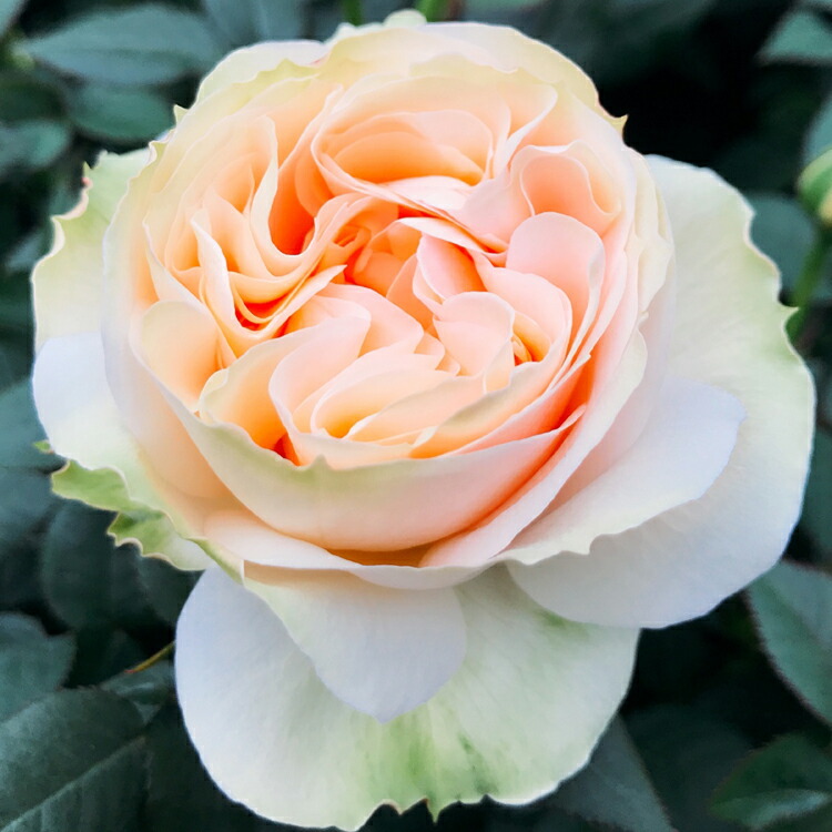 楽天市場】ミニバラ【大輪系】サンドバンクスサンセット・フォーエバー