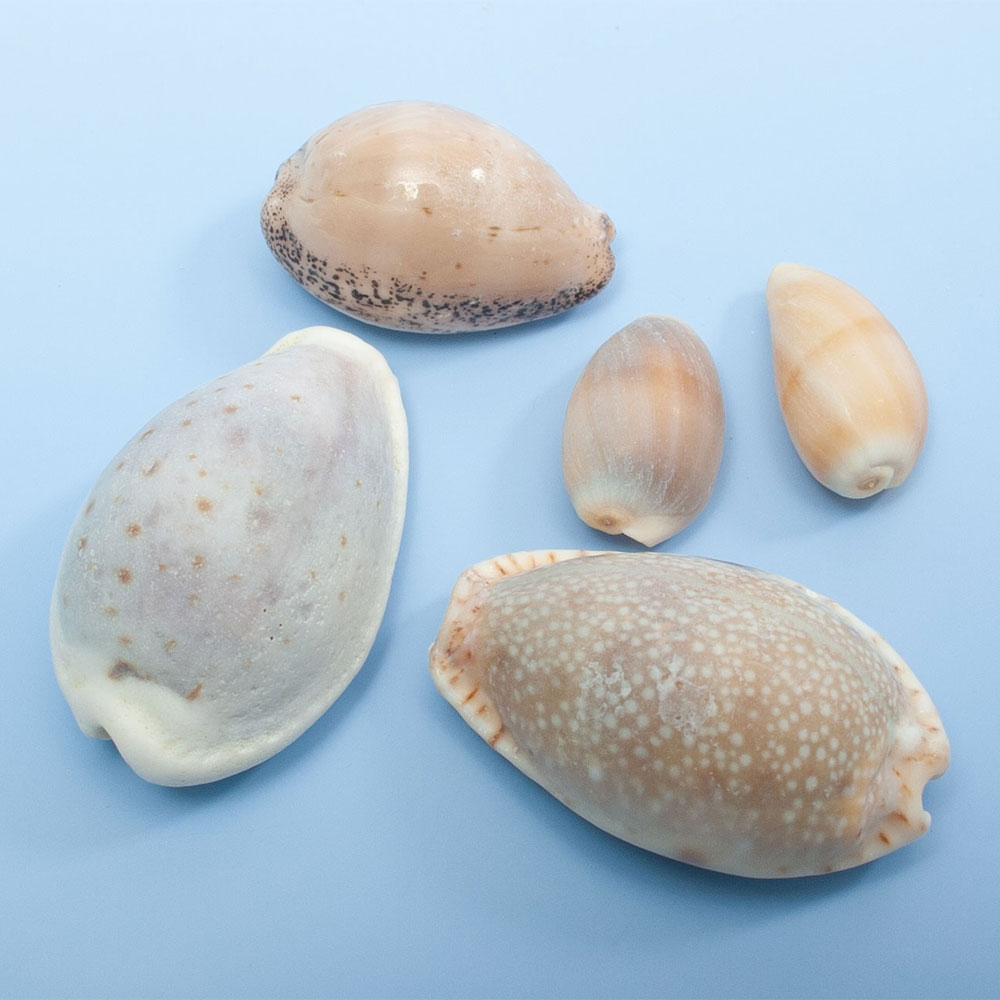 楽天市場】貝殻 シェルコレクション タカラガイミックス 5個入り 関東