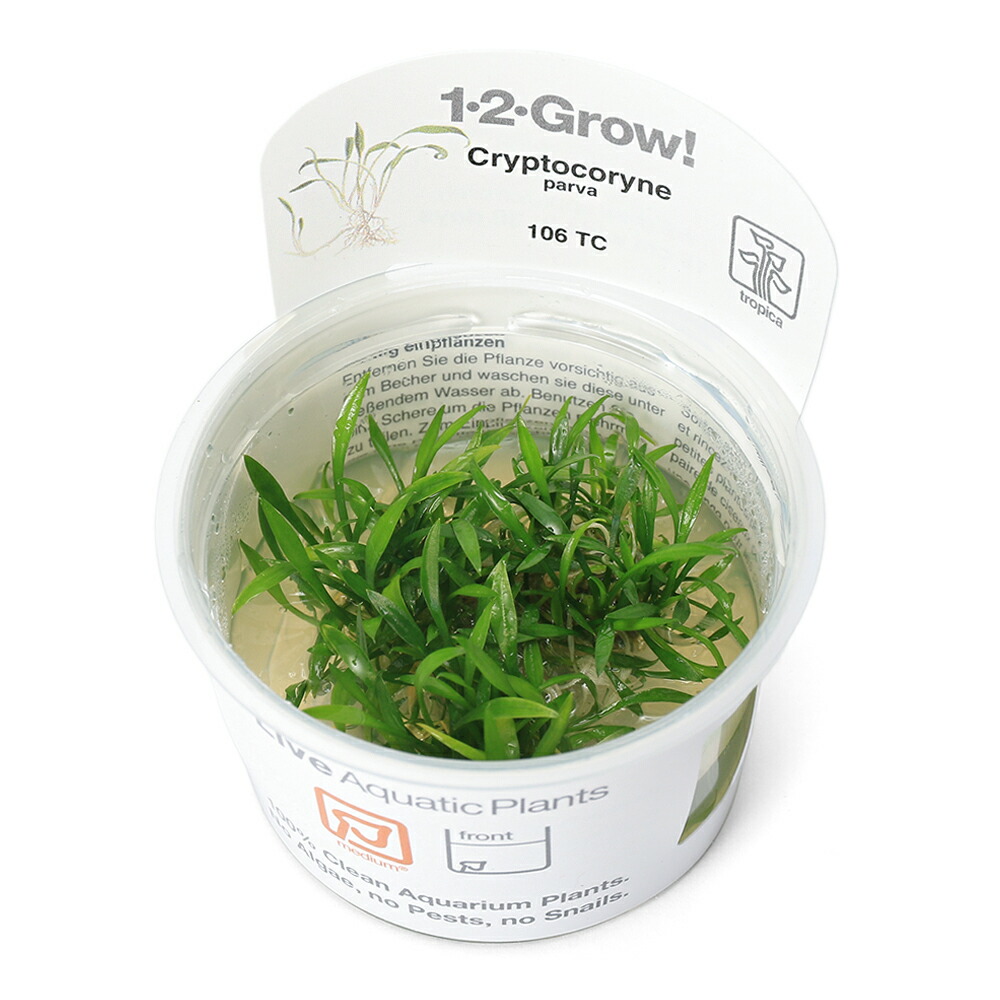 楽天市場】（水草）組織培養1−2−GROW！ クリプトコリネ