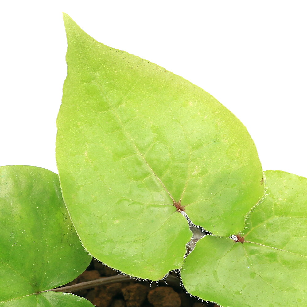 楽天市場】フタバアオイ 苗の通販