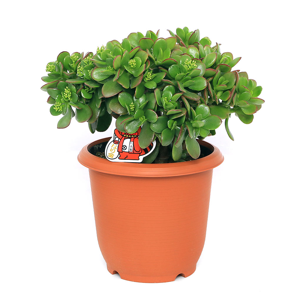 楽天市場】（多肉植物）クラッスラ 花月（金のなる木） 7号（1鉢