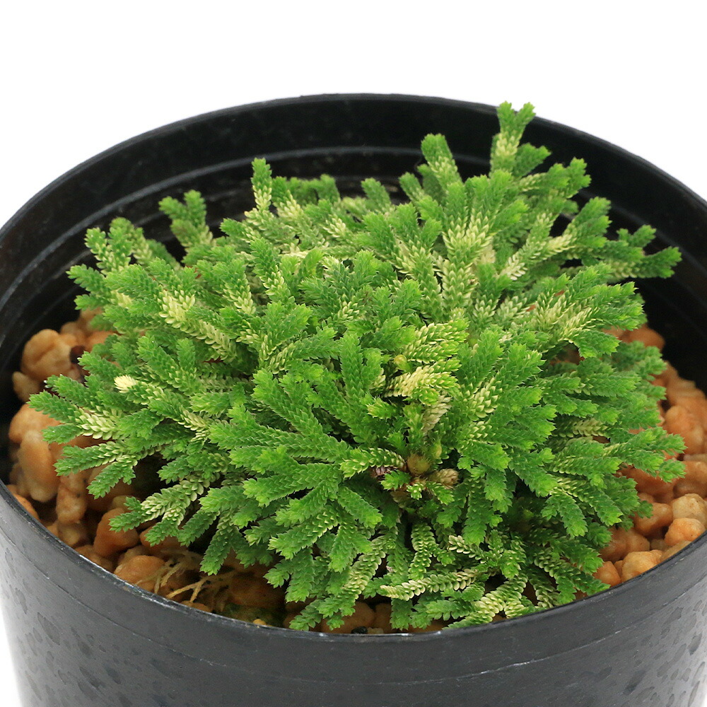 イワヒバ ガーデニング」の人気商品一覧 | 安い商品を通販サイトから