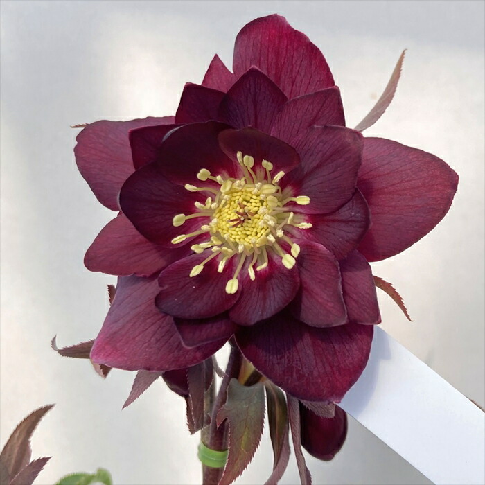 楽天市場】【現品】クリスマスローズ ウィンターシンフォニー ダブル