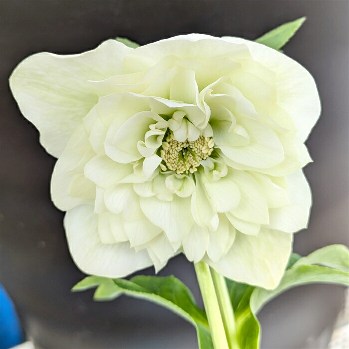 楽天市場】【現品】クリスマスローズ 多弁ダブル咲き ライムグリーン