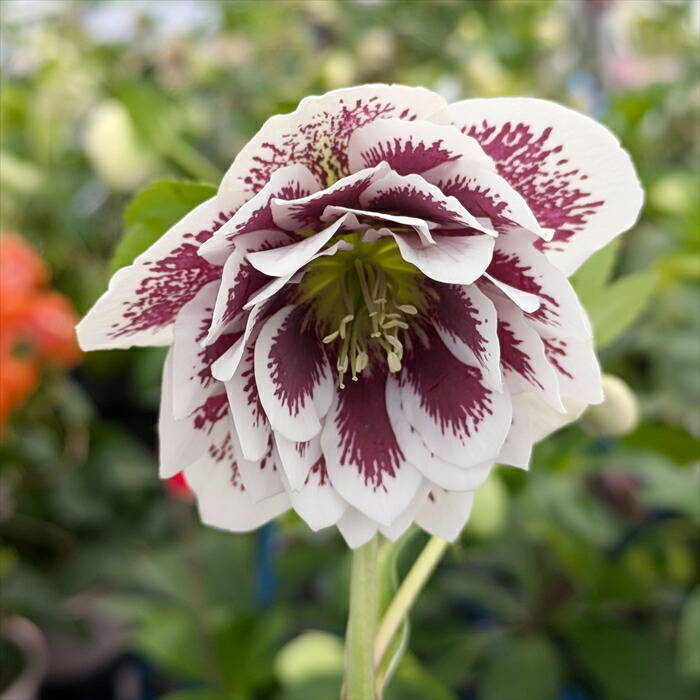 楽天市場】【現品】クリスマスローズ ダブル咲き ホワイト系 ブロッチ