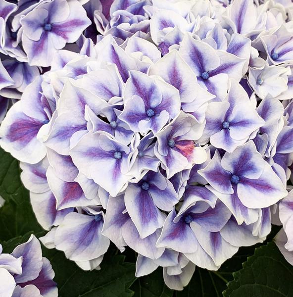 楽天市場】【花咲き過ぎ】アジサイ（紫陽花・あじさい）サクソン