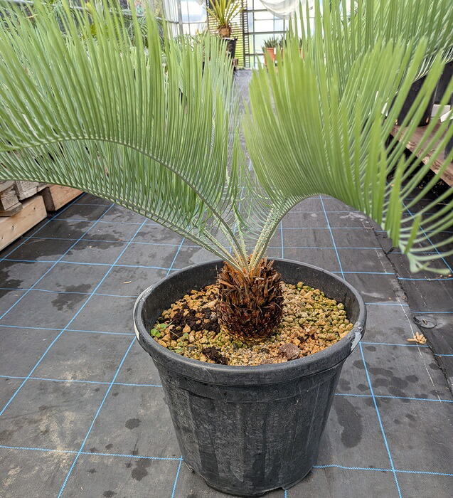 サイカスカイルンシアナ」の人気商品一覧 | 安い商品を通販サイトから