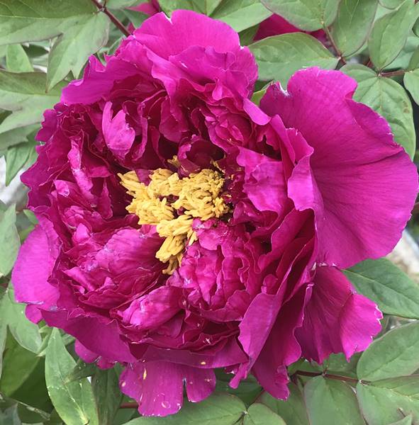 楽天市場】【現品】ボタン(牡丹) 苗木 島大臣(シマダイジン) 7号 A110