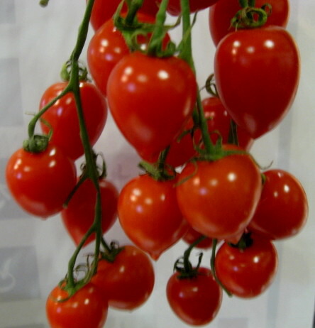 楽天市場】ミニトマト苗 「トマトベリーガーデン」実生苗 3号ポット