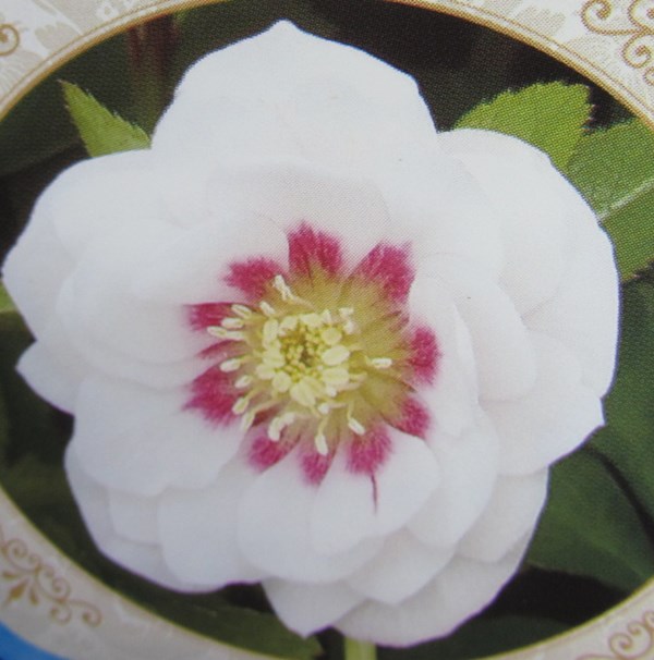 楽天市場】クリスマスローズ 開花見込み株 実生苗 ダブル咲き ホワイト