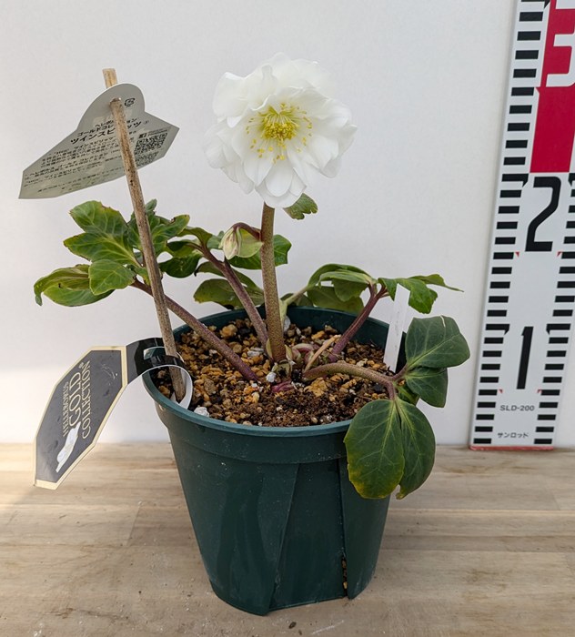 楽天市場】クリスマスローズ HGC ツインスピリッツ 5号【八重咲き