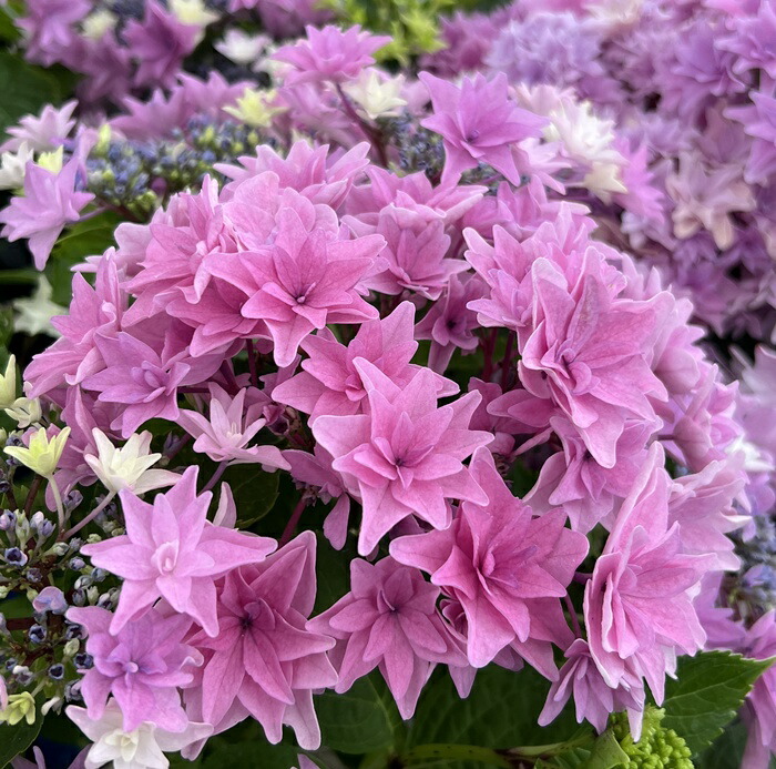 楽天市場】【屋外管理苗】アジサイ（紫陽花・あじさい） 和（なごみ