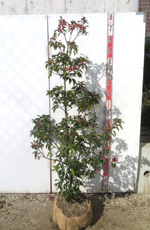 楽天市場】【現品】ソヨゴ 苗木 株立ち 雌株（メス株） 樹高約1.4m