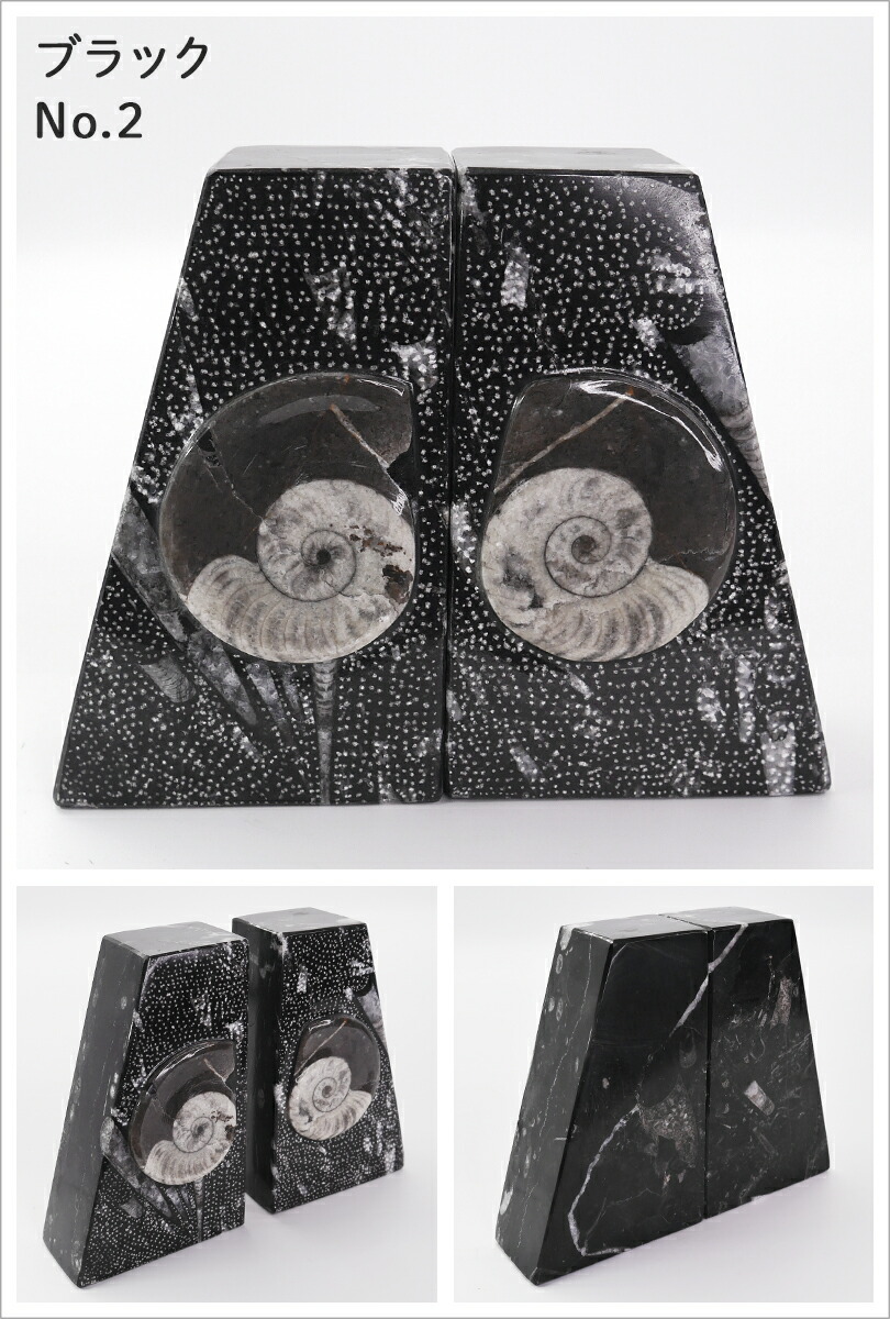 楽天市場】Lサイズ アンモナイト【化石ブックエンド】大理石 ブック