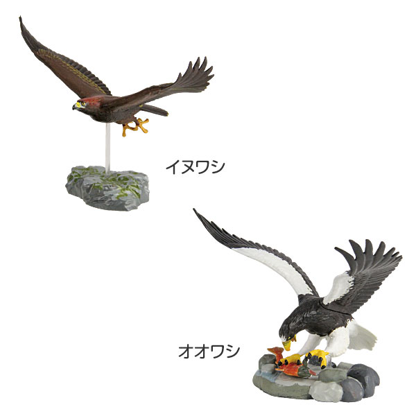 楽天市場】鳥 動物 リアル フィギュア 立体図鑑 ラプターボックス 5種5