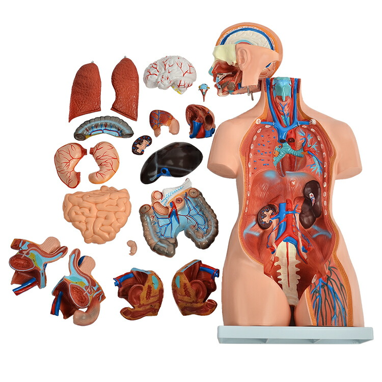 楽天市場】人体模型GX-204内臓人体模型85cmユニセックスタイプ男女性器