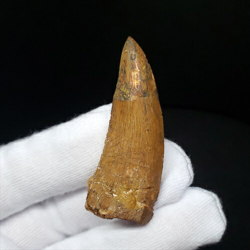 楽天市場】【送料無料】【カルカロドントサウルス/歯/化石/恐竜】極上