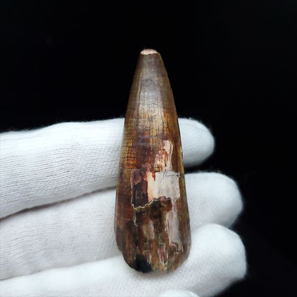 楽天市場】【送料無料】【スコミムス/化石/歯/恐竜】希少 極上