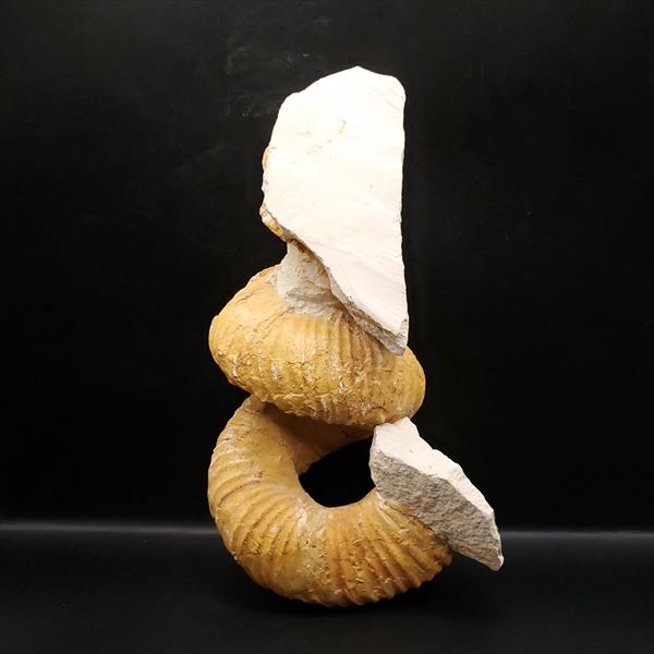 楽天市場】【送料無料】【アンモナイト/化石/】希少 異常巻き