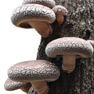 楽天市場】【安心のメーカー直販】しいたけ種駒 しいたけの種 周年型