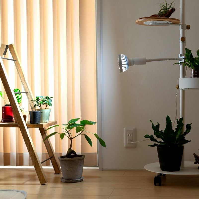 楽天市場】植物ライト：専用ソケット（デスククリップ）※ライト（電球