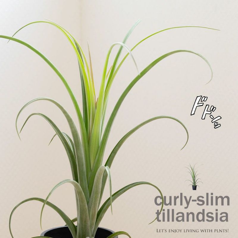 楽天市場】チランジア・カーリースリム（オブジェのように育てるエア