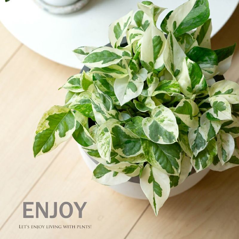楽天市場】お手頃ハンギング！ポトス・エンジョイ【品質goodです】吊り