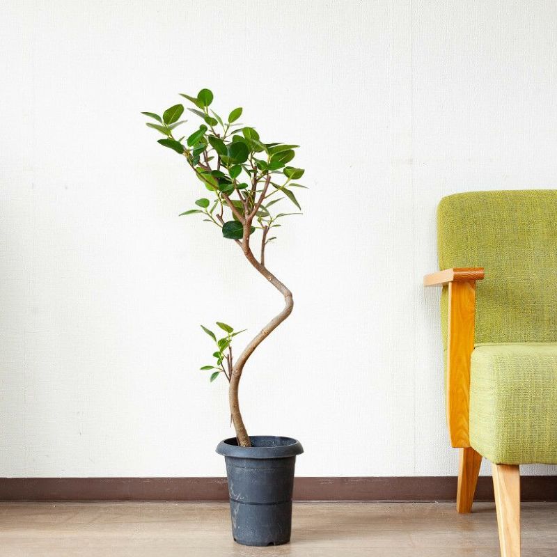 楽天市場】フランスゴム幹曲がり※同梱不可商品です観葉植物 ゴムの木