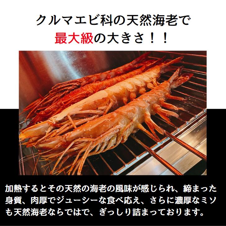 楽天市場】【当店直輸入！】超超特大！天然有頭シータイガー えび 1.5