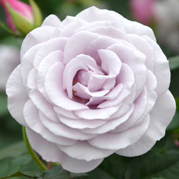 楽天市場】バラの苗/バラ：フレグランスローズ ラフィーネ6号鉢 : 園芸