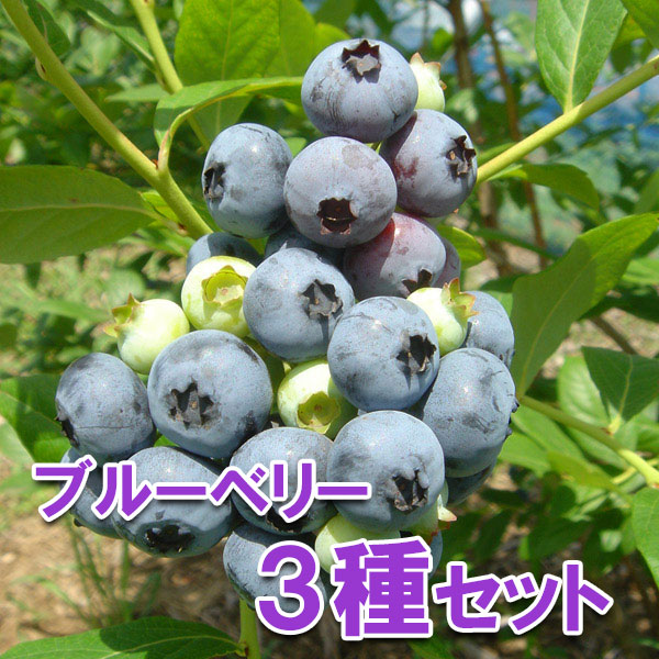 苗 ブルーベリー セット」の人気商品一覧 | 安い商品を通販サイトから