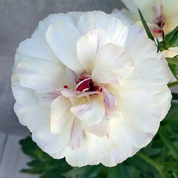 楽天市場】草花の苗/ラナンキュラス：ラックス ニノス3.5-4号ポット