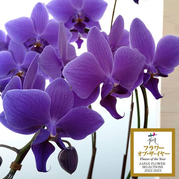 胡蝶蘭 ブルージーン」の人気商品一覧 | 安い商品を通販サイトから探す