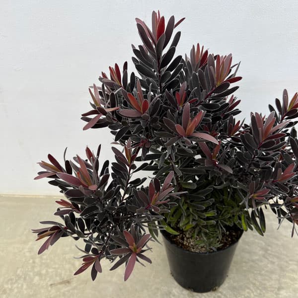 楽天市場】リューカデンドロン デュリフ（花・ガーデン・DIY）の通販