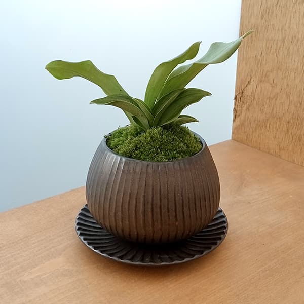 楽天市場】万年青 陶器の通販