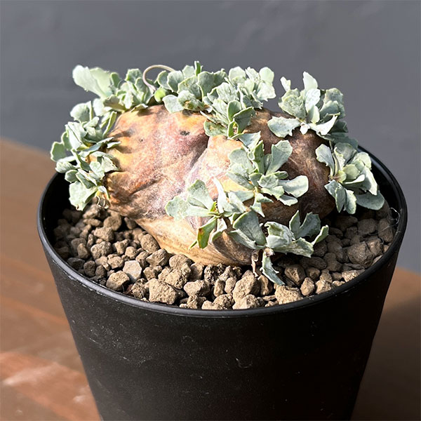 楽天市場】オトンナ ユーフォルビオイデスの通販