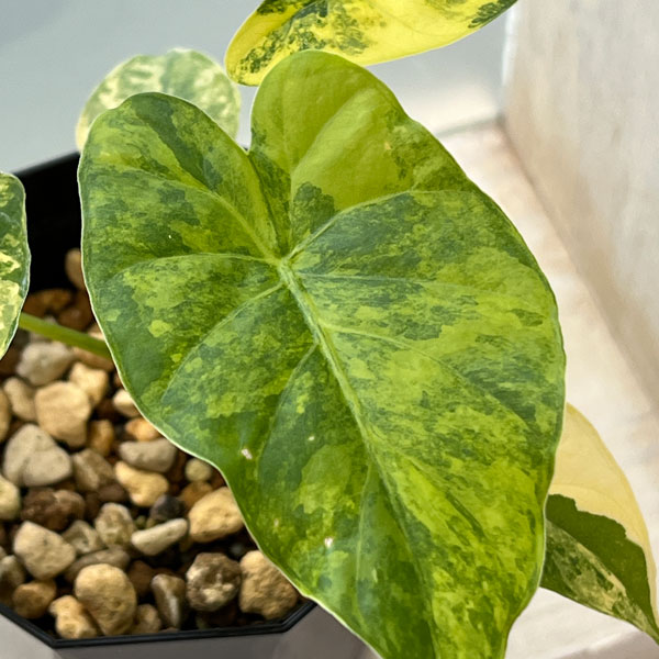 楽天市場】アロカシア 斑入りの通販