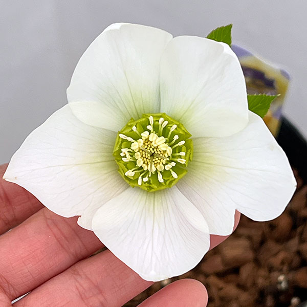 楽天市場】吉田園芸の通販