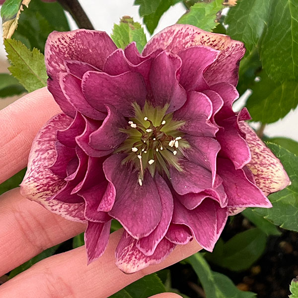 種 クリスマスローズ 苗」の人気商品一覧 | 安い商品を通販サイトから