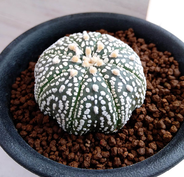 楽天市場】観葉植物/アストロフィツム：スーパー兜丸（実生）22-02