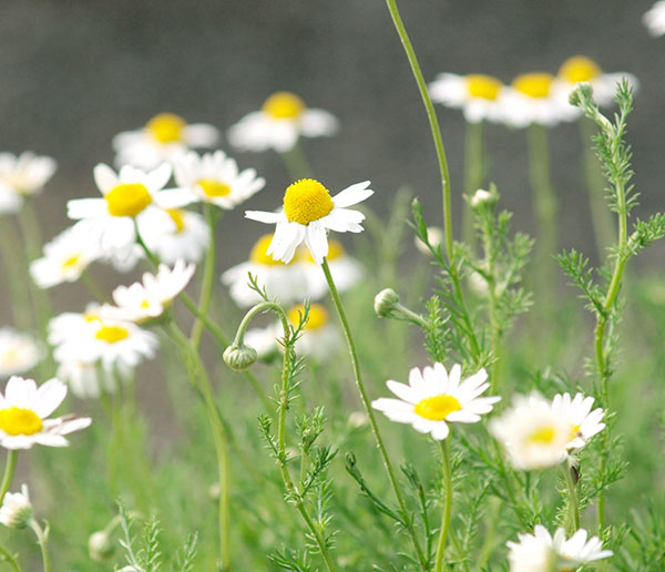 楽天市場】ハーブの苗/カモミール：ローマンカモミール3号ポット2株